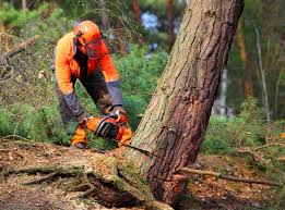 Best Root Management and Removal  in Centerville, MN