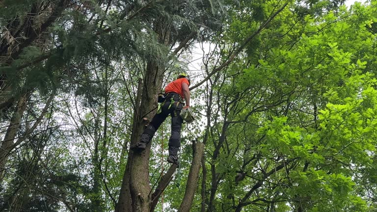 How Our Tree Care Process Works  in  Centerville, MN