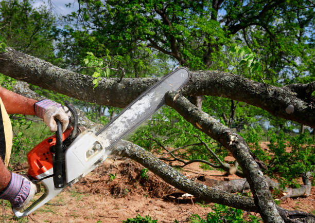 Best Tree Maintenance Programs  in Centerville, MN